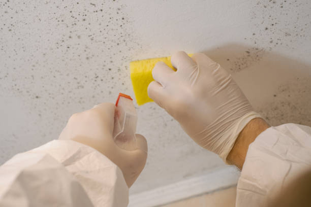 Best Biohazard Mold Removal  in Spearman, TX